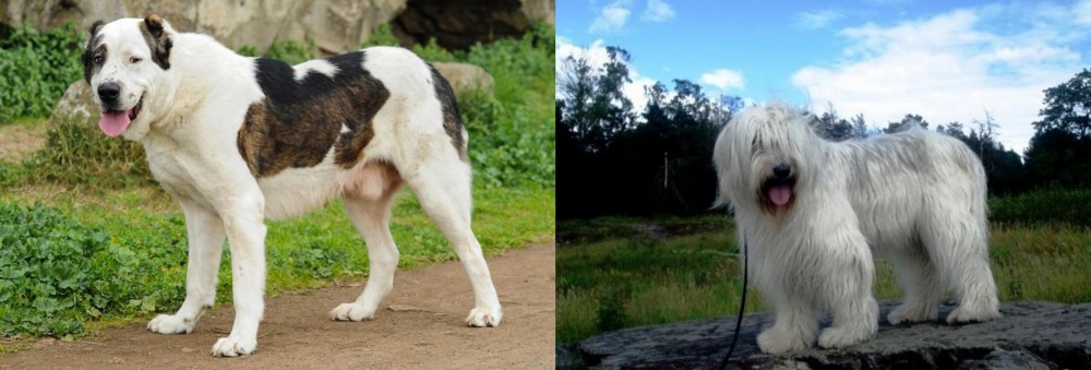 South Russian Ovcharka vs Central Asian Shepherd - Breed Comparison
