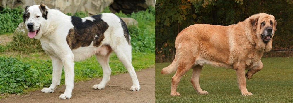 Spanish Mastiff vs Central Asian Shepherd - Breed Comparison