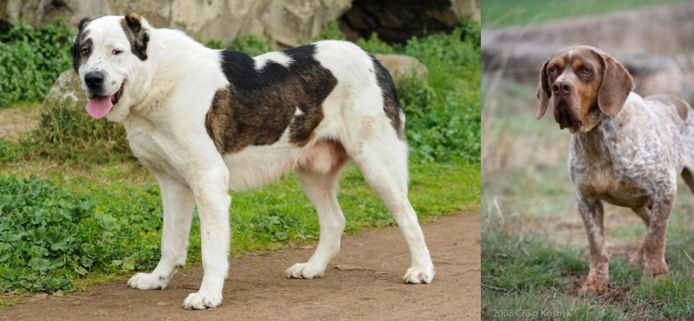 Spanish Pointer vs Central Asian Shepherd - Breed Comparison