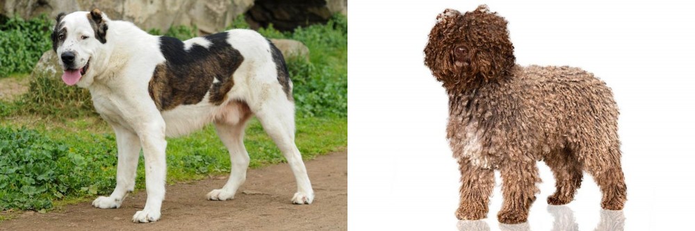 Spanish Water Dog vs Central Asian Shepherd - Breed Comparison
