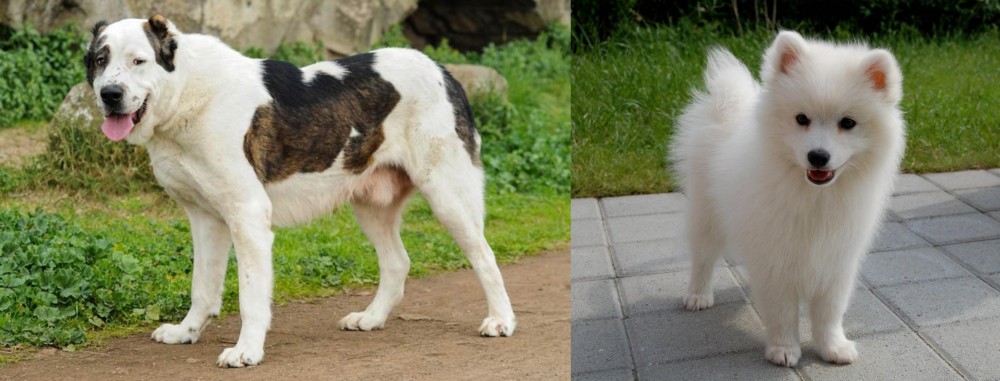 Spitz vs Central Asian Shepherd - Breed Comparison