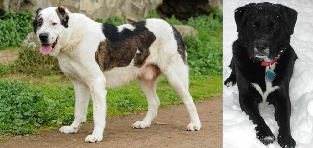 St. John's Water Dog vs Central Asian Shepherd - Breed Comparison
