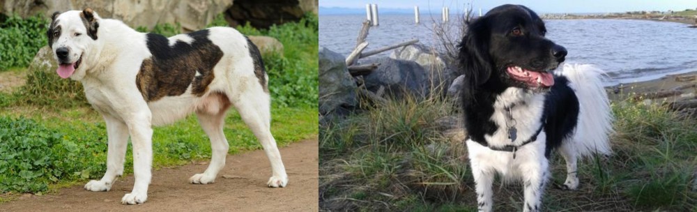 Stabyhoun vs Central Asian Shepherd - Breed Comparison