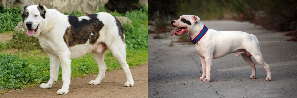 Staffordshire Bull Terrier vs Central Asian Shepherd - Breed Comparison