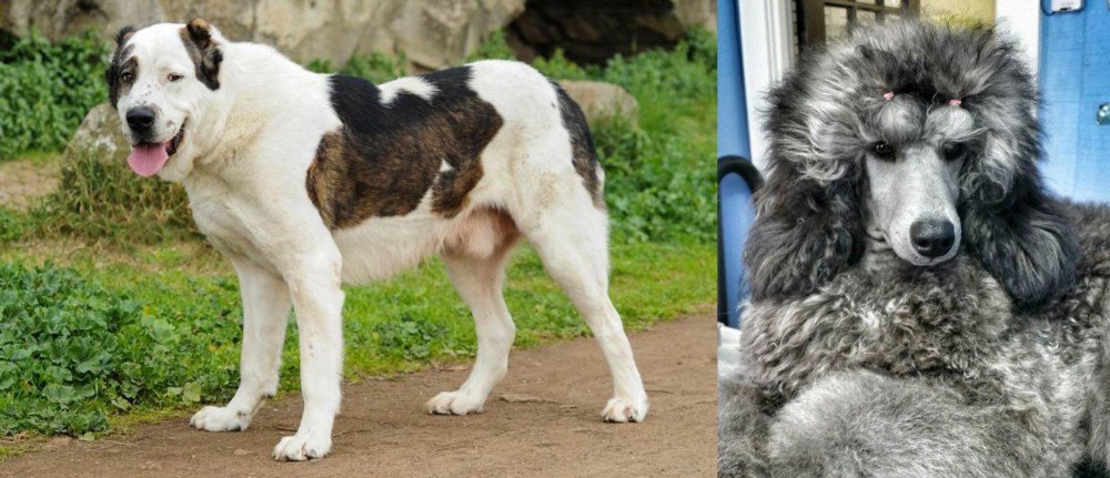Standard Poodle vs Central Asian Shepherd - Breed Comparison
