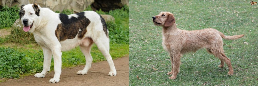 Styrian Coarse Haired Hound vs Central Asian Shepherd - Breed Comparison