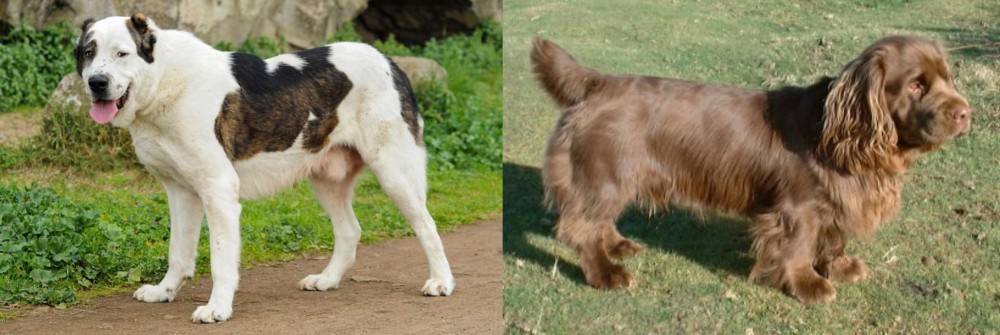 Sussex Spaniel vs Central Asian Shepherd - Breed Comparison