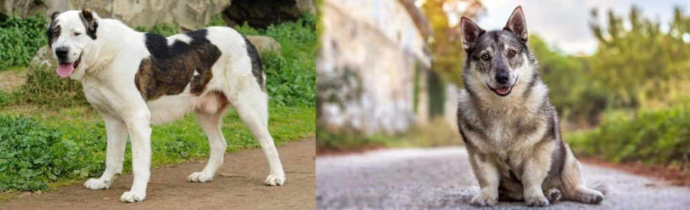 Swedish Vallhund vs Central Asian Shepherd - Breed Comparison