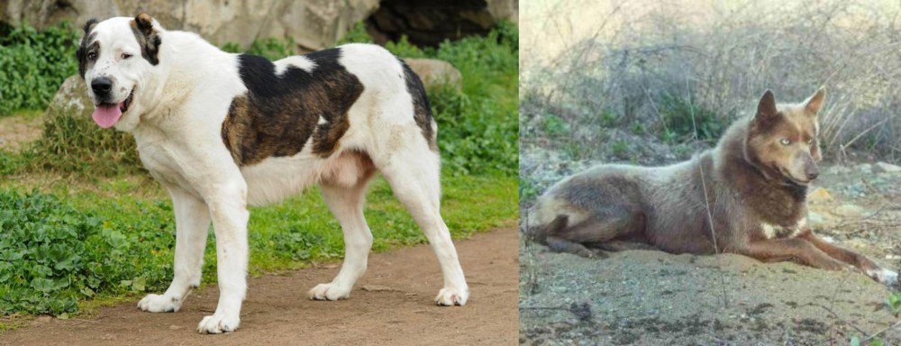 Tahltan Bear Dog vs Central Asian Shepherd - Breed Comparison