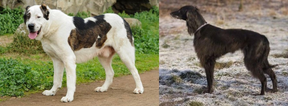 Taigan vs Central Asian Shepherd - Breed Comparison
