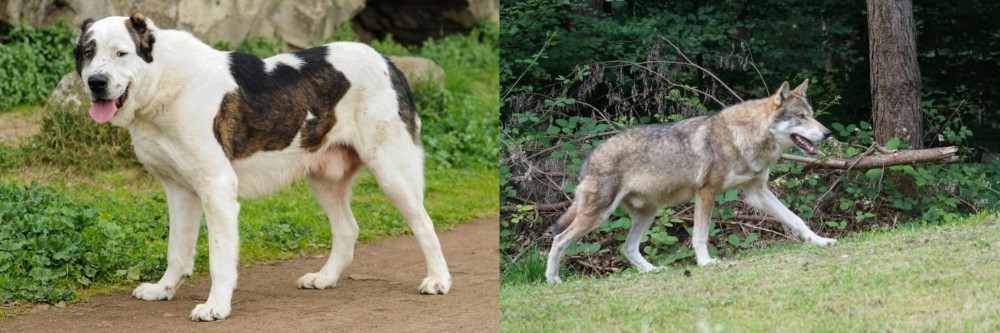 Tamaskan vs Central Asian Shepherd - Breed Comparison