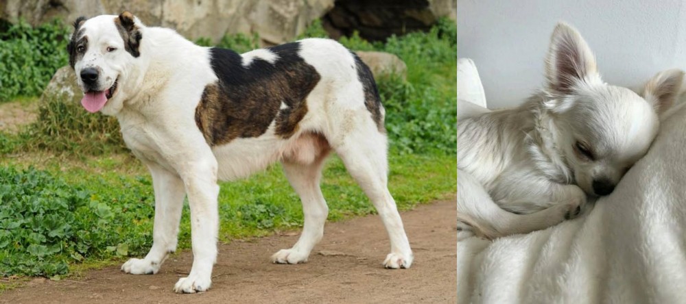 Tea Cup Chihuahua vs Central Asian Shepherd - Breed Comparison