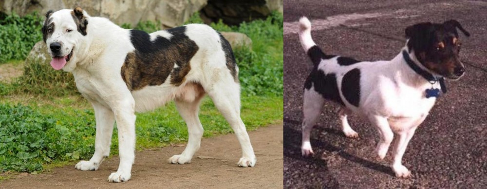 Teddy Roosevelt Terrier vs Central Asian Shepherd - Breed Comparison