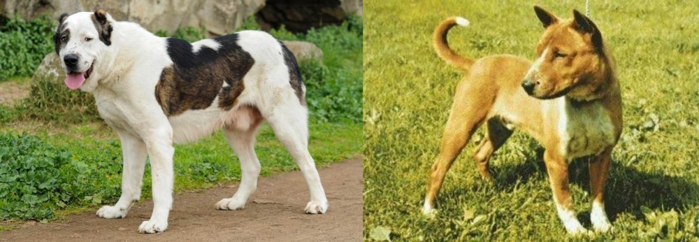 Telomian vs Central Asian Shepherd - Breed Comparison