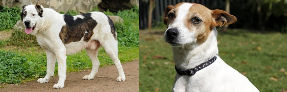 Tenterfield Terrier vs Central Asian Shepherd - Breed Comparison