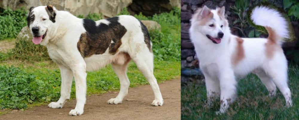 Thai Bangkaew vs Central Asian Shepherd - Breed Comparison