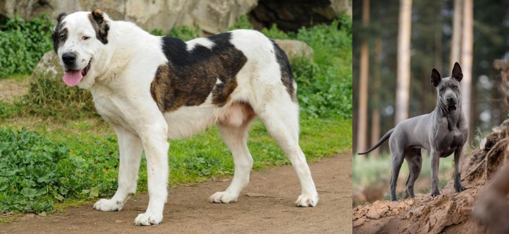 Thai Ridgeback vs Central Asian Shepherd - Breed Comparison