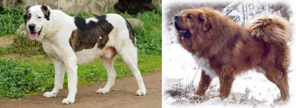 Tibetan Kyi Apso vs Central Asian Shepherd - Breed Comparison