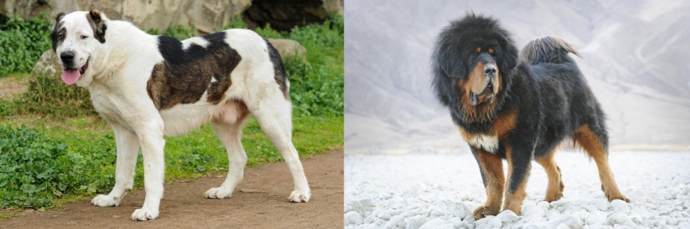 Tibetan Mastiff vs Central Asian Shepherd - Breed Comparison