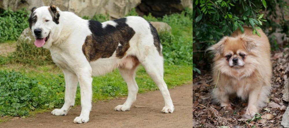 Tibetan Spaniel vs Central Asian Shepherd - Breed Comparison