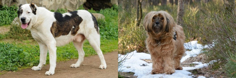 Tibetan Terrier vs Central Asian Shepherd - Breed Comparison