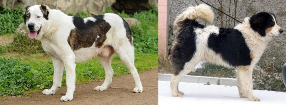 Tornjak vs Central Asian Shepherd - Breed Comparison