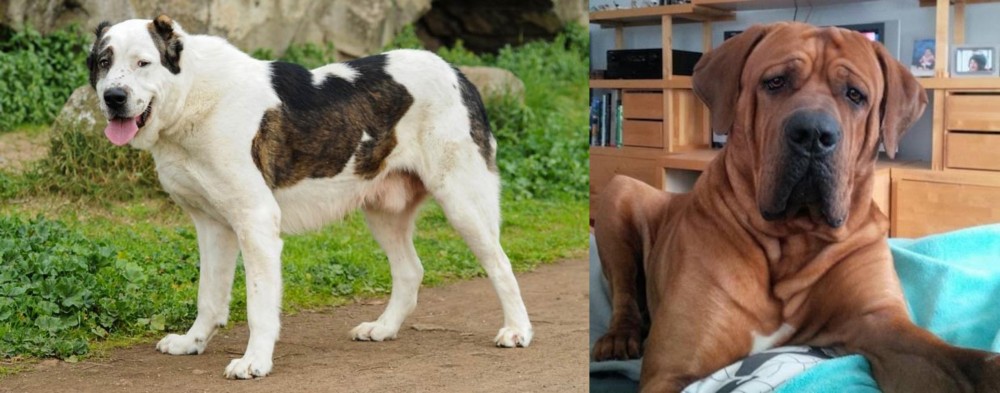 Tosa vs Central Asian Shepherd - Breed Comparison