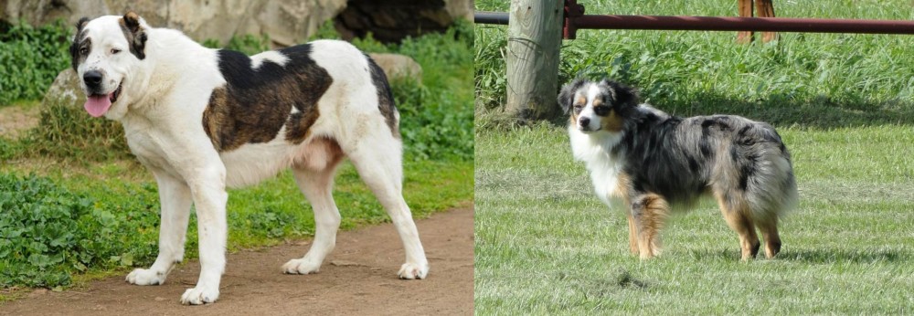 Toy Australian Shepherd vs Central Asian Shepherd - Breed Comparison
