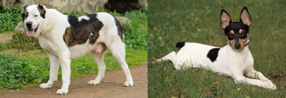 Toy Fox Terrier vs Central Asian Shepherd - Breed Comparison