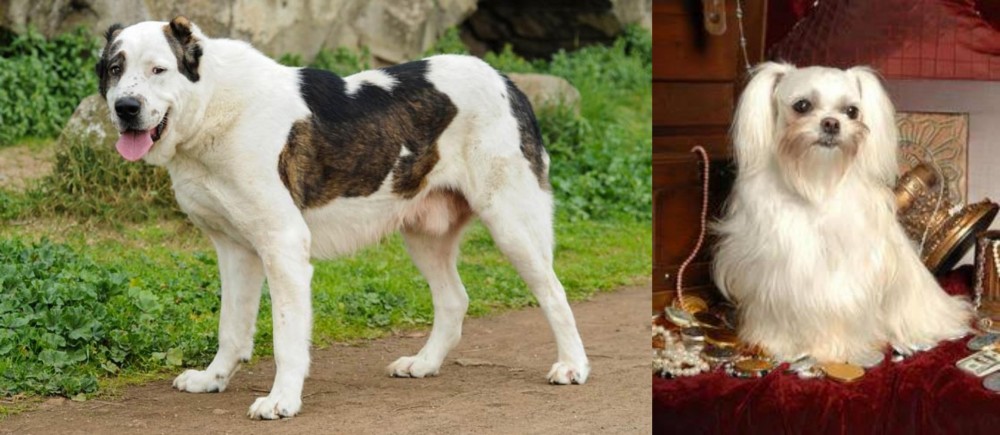 Toy Mi-Ki vs Central Asian Shepherd - Breed Comparison