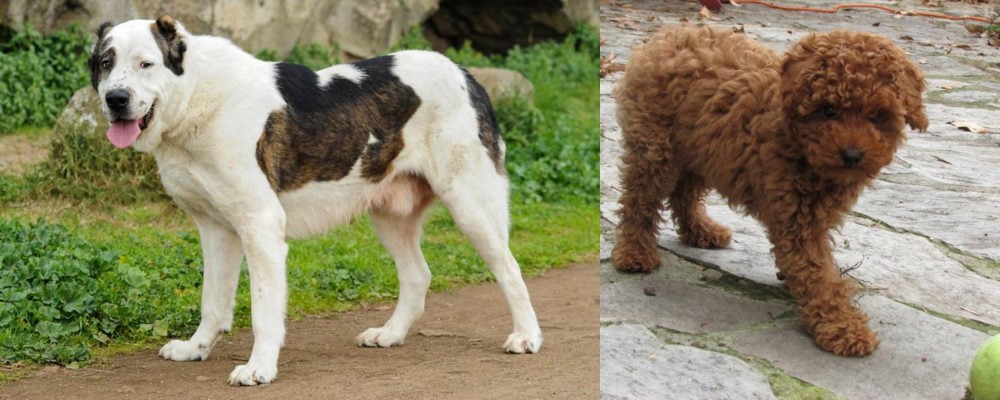 Toy Poodle vs Central Asian Shepherd - Breed Comparison