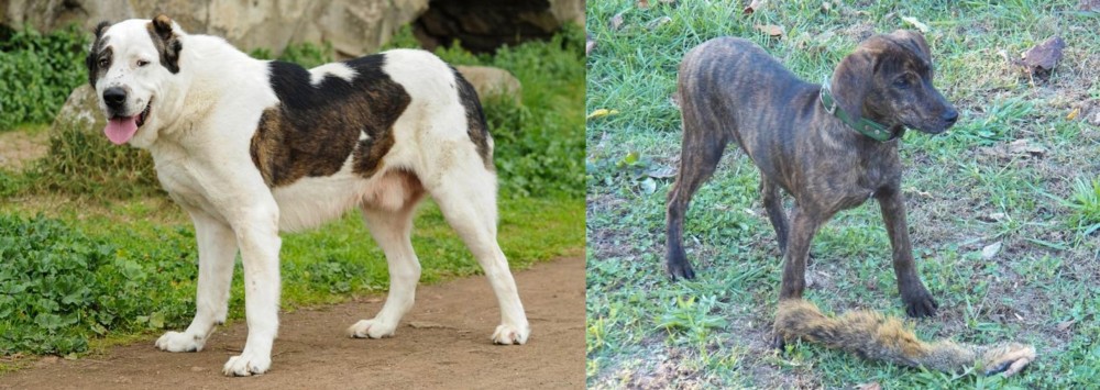 Treeing Cur vs Central Asian Shepherd - Breed Comparison