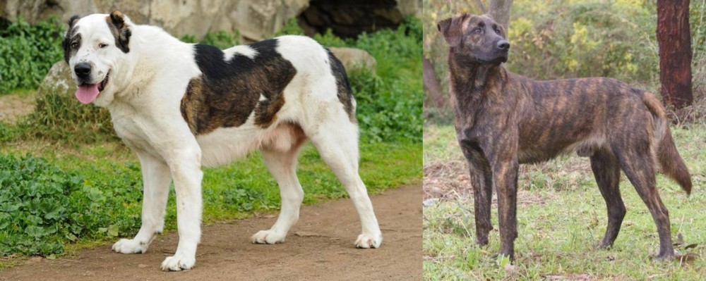 Treeing Tennessee Brindle vs Central Asian Shepherd - Breed Comparison