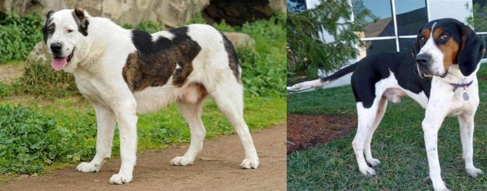 Treeing Walker Coonhound vs Central Asian Shepherd - Breed Comparison
