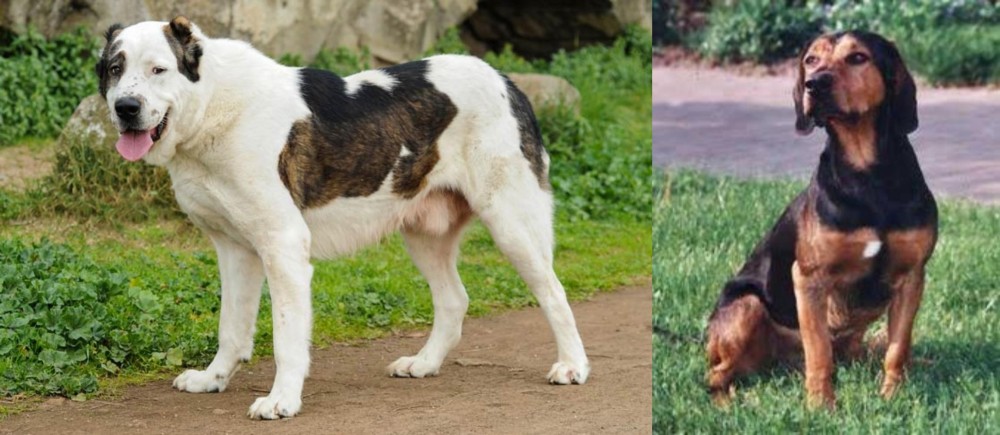 Tyrolean Hound vs Central Asian Shepherd - Breed Comparison