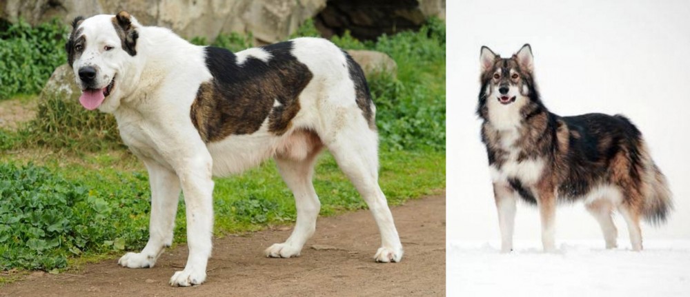 Utonagan vs Central Asian Shepherd - Breed Comparison