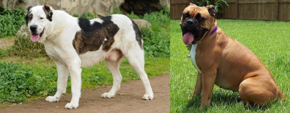 Valley Bulldog vs Central Asian Shepherd - Breed Comparison
