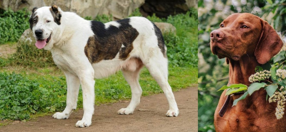 Vizsla vs Central Asian Shepherd - Breed Comparison