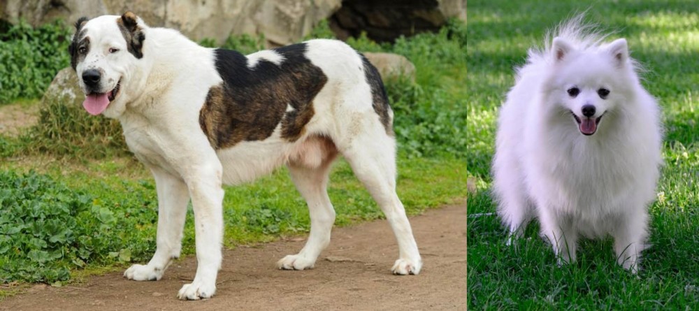 Volpino Italiano vs Central Asian Shepherd - Breed Comparison