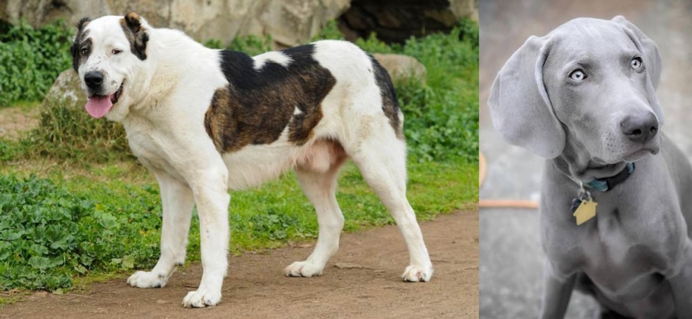 Weimaraner vs Central Asian Shepherd - Breed Comparison