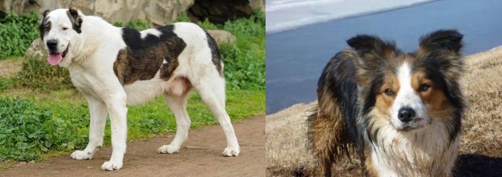 Welsh Sheepdog vs Central Asian Shepherd - Breed Comparison