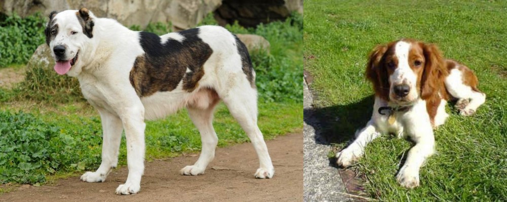 Welsh Springer Spaniel vs Central Asian Shepherd - Breed Comparison