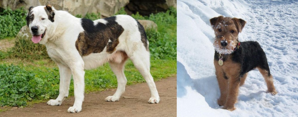 Welsh Terrier vs Central Asian Shepherd - Breed Comparison