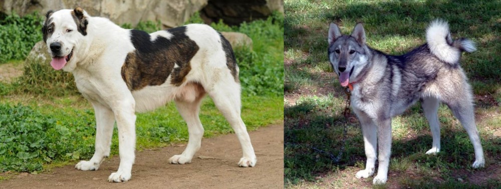 West Siberian Laika vs Central Asian Shepherd - Breed Comparison