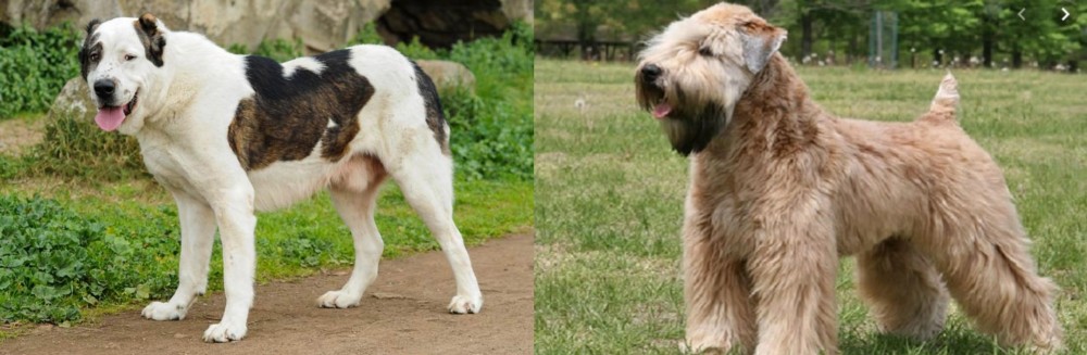 Wheaten Terrier vs Central Asian Shepherd - Breed Comparison