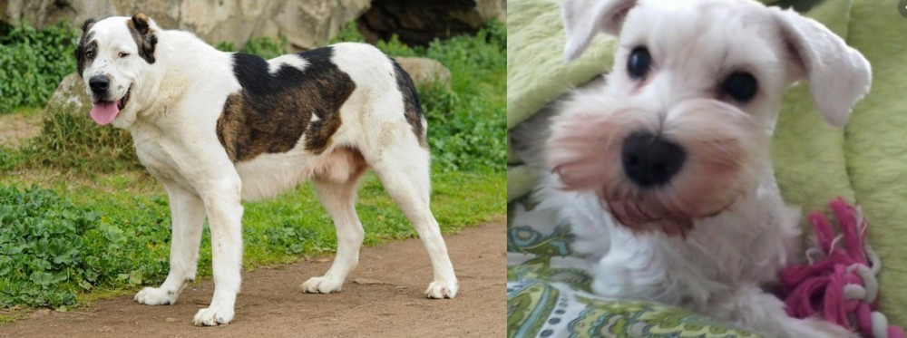 White Schnauzer vs Central Asian Shepherd - Breed Comparison