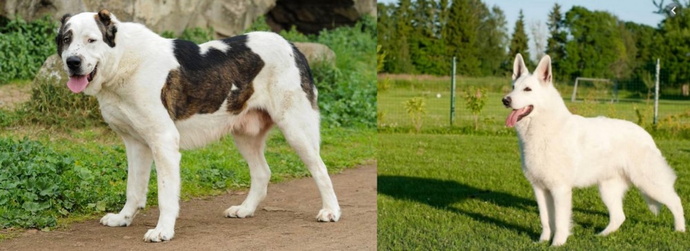White Shepherd vs Central Asian Shepherd - Breed Comparison