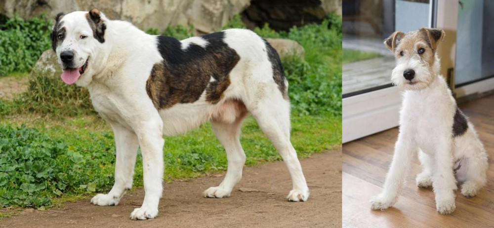 Wire Fox Terrier vs Central Asian Shepherd - Breed Comparison