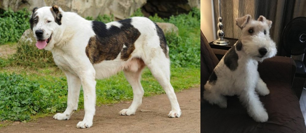 Wire Haired Fox Terrier vs Central Asian Shepherd - Breed Comparison