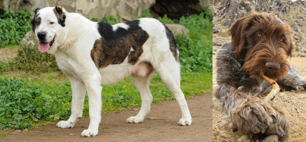 Wirehaired Pointing Griffon vs Central Asian Shepherd - Breed Comparison